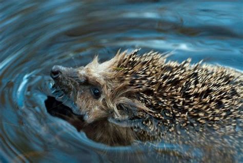 Can a Hedgehog Swim? Exploring the Curious Connection Between Hedgehogs and Aquatic Adventures