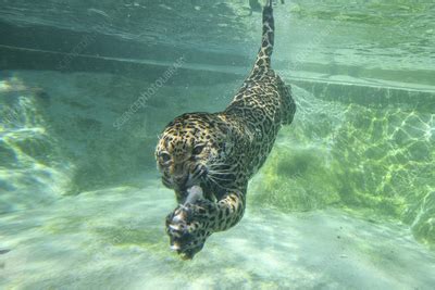 Can Jaguars Swim? Exploring the Aquatic Abilities of the Jungle's Apex Predator