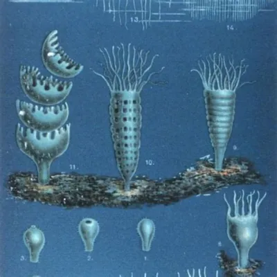  Jingle Bell Jellyfish: A Pulsating Polyp Party That Lives Like an Underwater Colony!