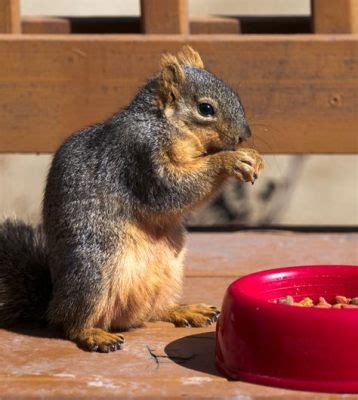 What Muscles Do You Use for Running: And Why Do Squirrels Always Look Like They’re Late for a Meeting?